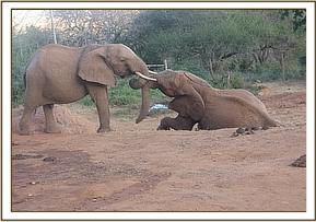 Mpala left playing with Morani