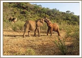 Mpala left wrestling with Siria