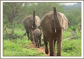 Nasatalot, Yatta and Yetu raise their trunks