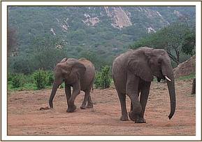 Wendi and Mulika