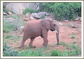 Taita