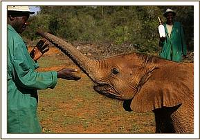 Lempaute sniffs a keeper