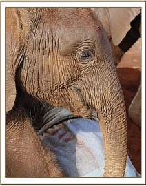 A close up of Lesanju