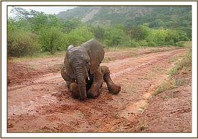 Madiba rolls on the wet road after the rains