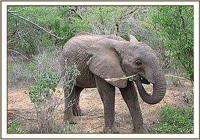 Sunyei peels the bark off the branch