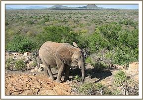 Madiba