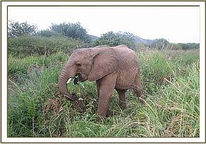 Napasha browsing