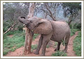Wendi inspecting a tree