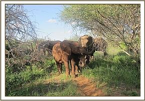Wendi inspects Kanjoro and Kilabasi