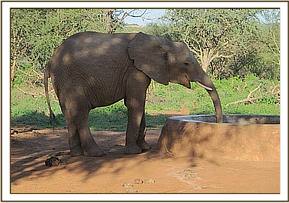 Lualeni having a drink
