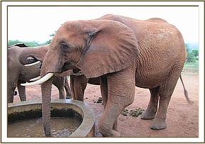 Laikipia having a drink