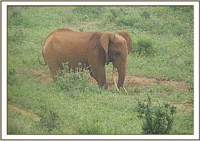 Big wild bull seen with Emily's herd