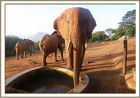 Laikipia enjoying a quiet drink