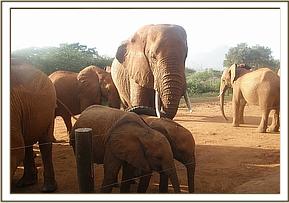 Laikipia playing with Eden