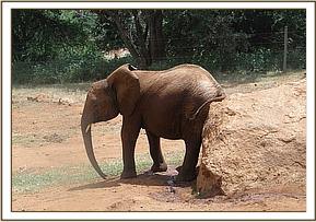 Arruba finds a rock to scratch on