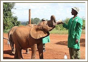 Orwa having milk