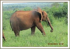 Lesanju browsing in the field