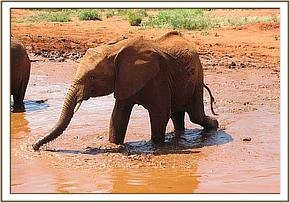 Sinya tests the water