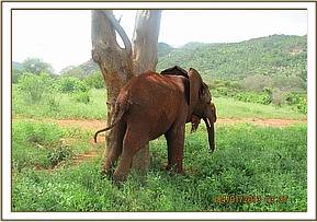 Lempaute scratching