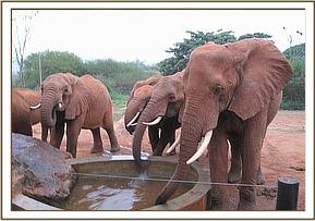 Laikipia and other ex orphans having a drink
