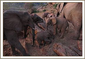 Wildborn babies Gawa and Wiva with the Ex Orphans