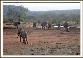 Yatta's Ex Orphans coming into the stockade