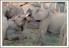 Kasigau playing with Orwa