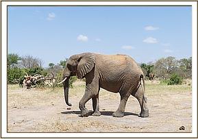 Ex Orphan Taita
