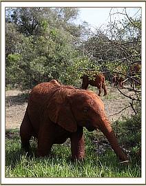 Ndiwa getting nice and muddy