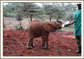 Kiasa having her milk at mud bath