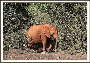 Enkesha in the bushes