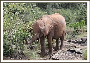 Maisha browsing