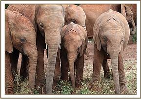 Mundusi, Mbegu, Sattao and Malima