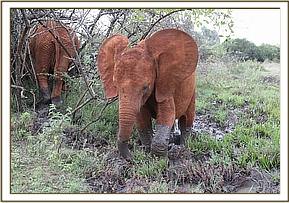 Enkesha all nice and muddy