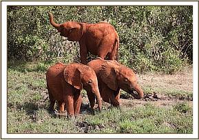 Maktao and Emoli