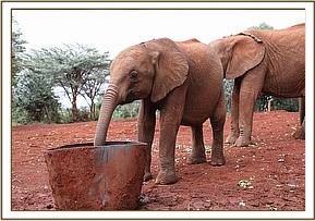 Ambo drinking from the trough