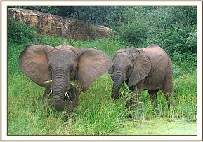 Mulika and Kinna feeding in a swamp