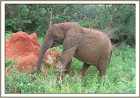 Sunyei browsing by an anthill