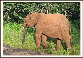 Taita walks past a rock