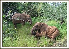 Naserian feeds while Sunyei rests on the ground