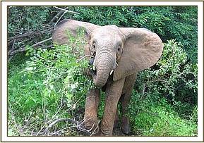 Mulika holding a branch