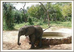 Ithumbah scratching