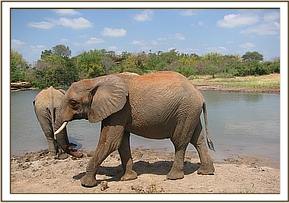 Taita