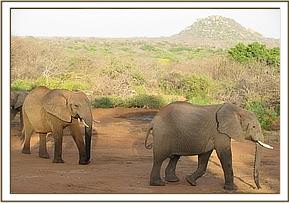 Yatta and junior wild elephant
