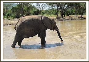 Lualeni in the mudbath