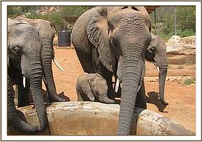 Mulika's baby having a drink at the stockade