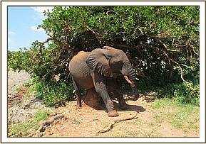 Taita scratching
