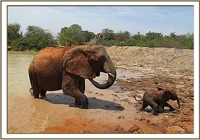 Mulika's baby coming out of the water