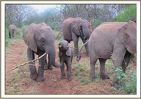 Ithumbah shares a branch with Mwende