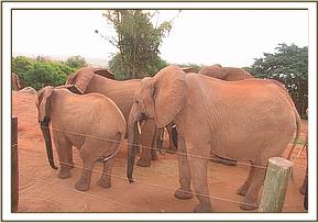 Lesanju, left and Sweet Sally